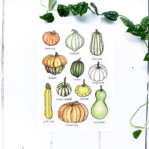 Summer Squashes and Gourds A4 Print